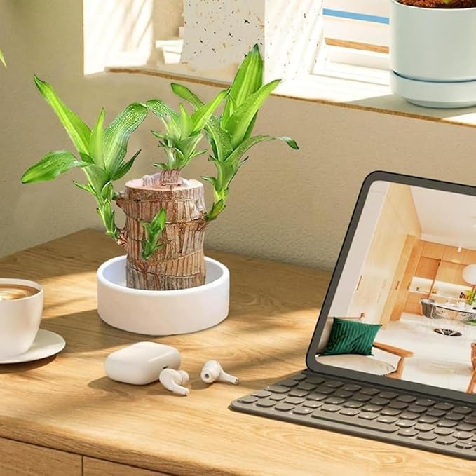 Brazilian Lucky Wood Buy 1 Get 1 Free