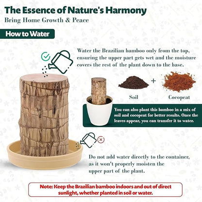 Brazilian Lucky Wood Buy 1 Get 1 Free