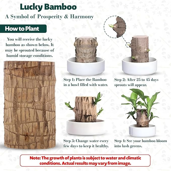 Brazilian Lucky Wood Buy 1 Get 1 Free
