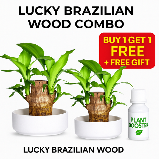 Brazilian Lucky Wood Buy 1 Get 1 Free